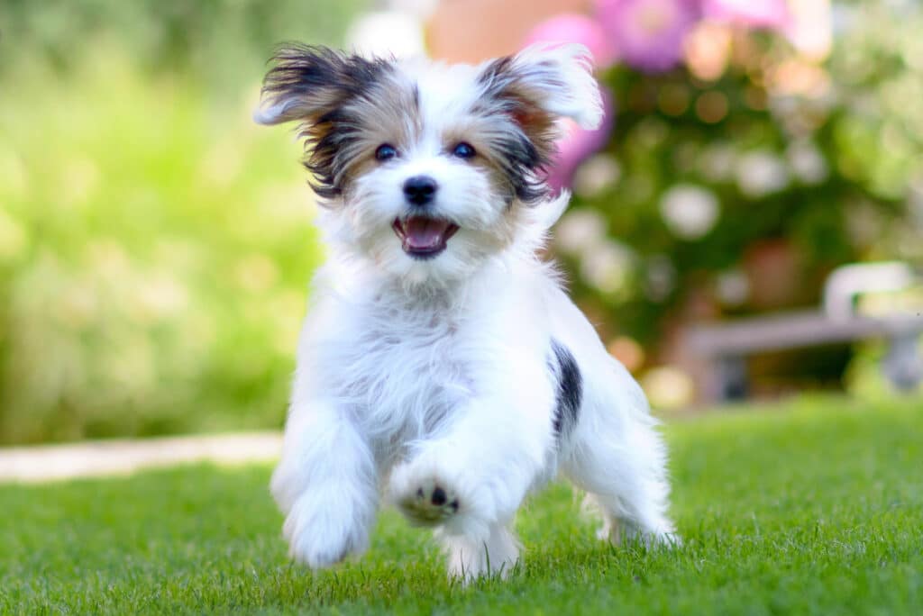 How Much Exercise Do Puppies Need?