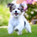 How Much Exercise Do Puppies Need? The Complete Age-by-Age Guide