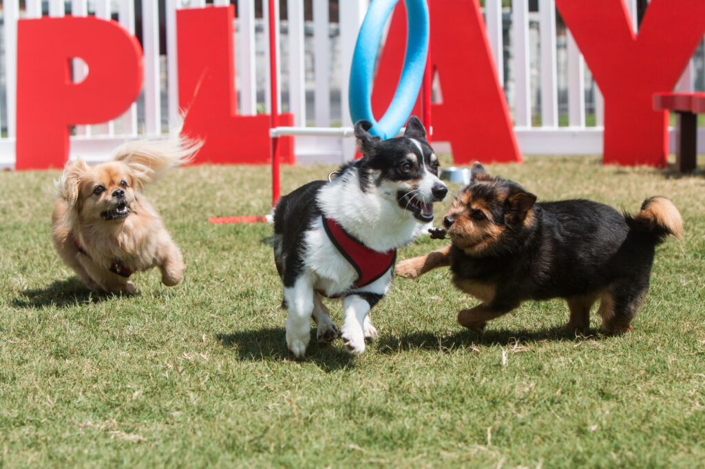 How to Stop Your Dog from Getting Overly Excited at the Dog Park
