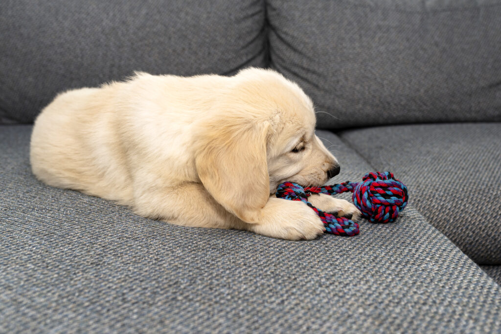 How to Stop a Puppy Jumping on the Sofa - DOGS & CATS HQ