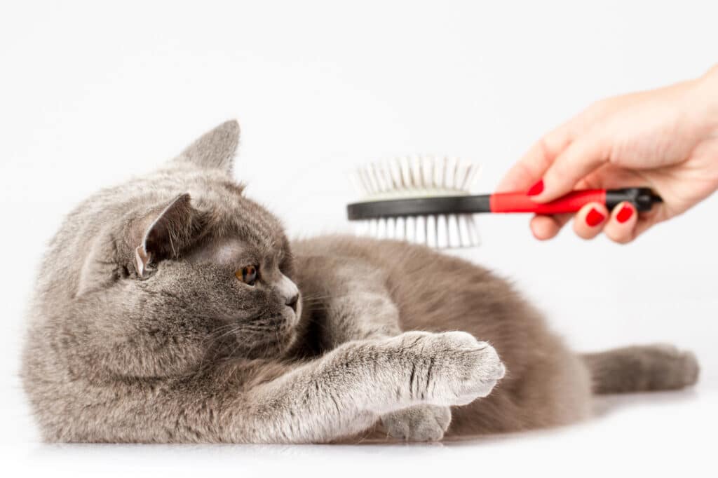 How to Prevent Cat Hairballs