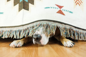 Why Does My Dog Exhibit a Sudden Fear of Strangers?