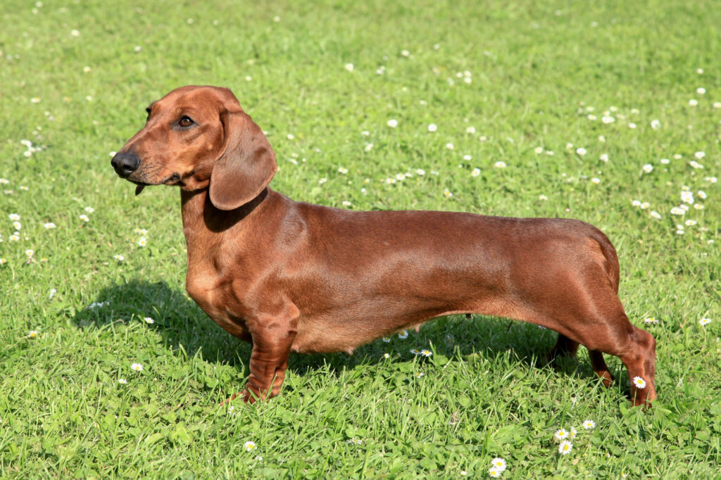 Are Dachshunds Good Dogs