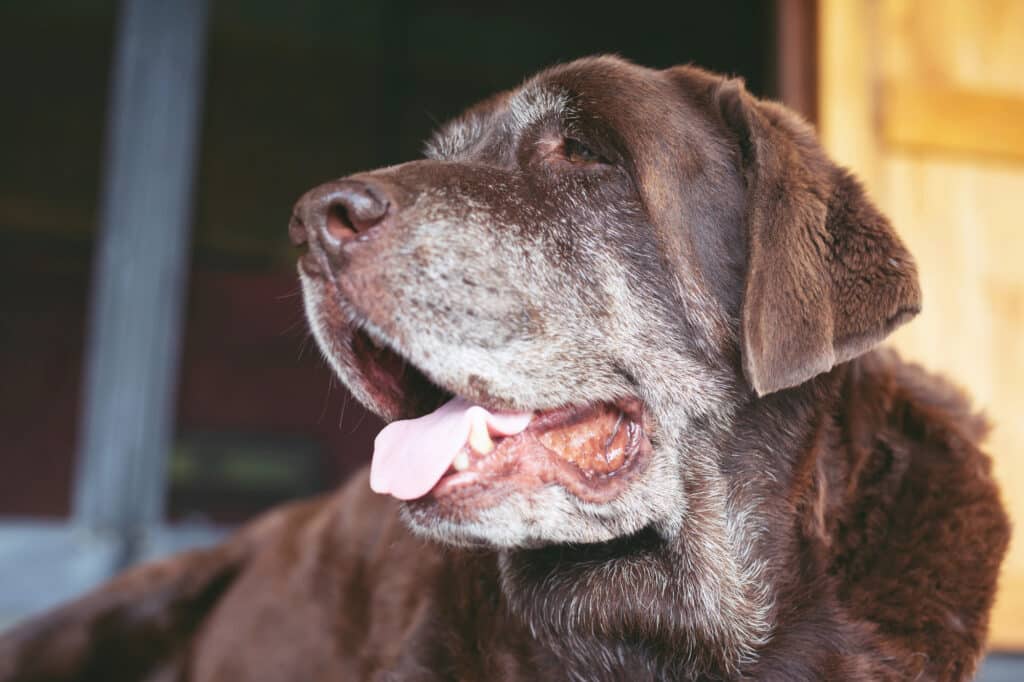 How Much Exercise Does a Senior Dog Need?