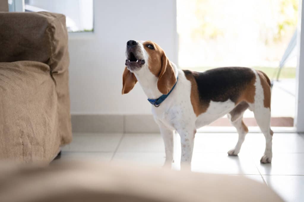 How to Stop a Dog from Barking at Night: