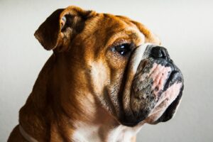Problems With British Bulldogs: 9 Honest Issues Every Owner Should Know