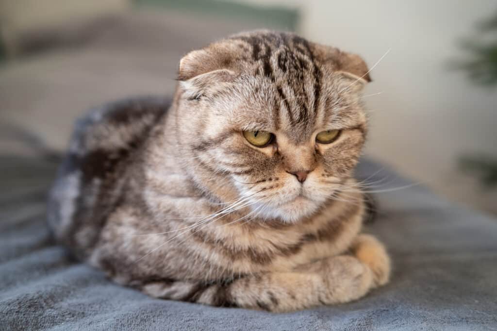 Stressed Cat Behavior