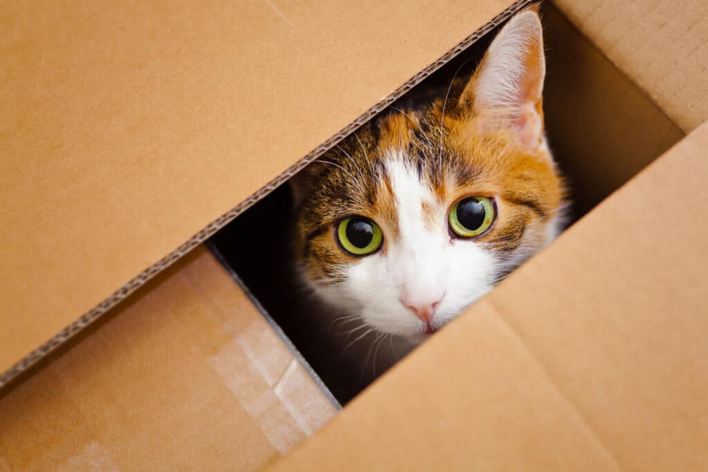 Weird Behavior in Cats