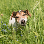Why Does My Dog Eat Grass and Vomit?