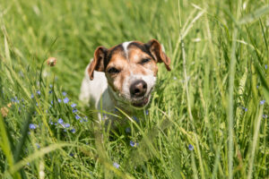 Why Does My Dog Eat Grass and Vomit?