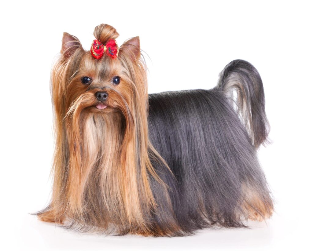 Yorkie Behavior Problems