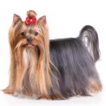 Yorkie Behavior Problems: 7 Real Issues and How to Fix Each One