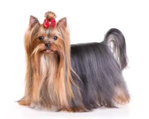 Yorkie Behavior Problems: 7 Real Issues and How to Fix Each One