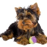 Yorkies and Separation Anxiety: 7 Essential Things Every Owner Should Know
