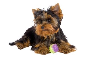Yorkies and Separation Anxiety: 7 Essential Things Every Owner Should Know