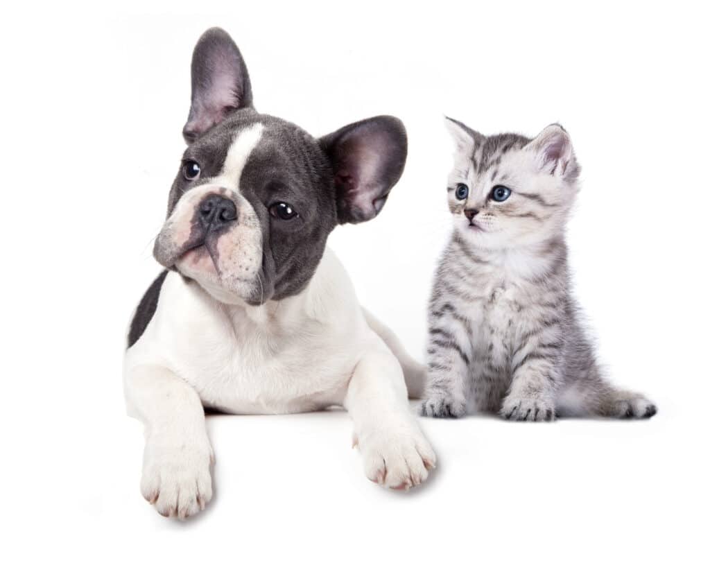 How to introduce a kitten to a dog a step by step guide dogs cats hq