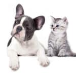 How to Introduce a Kitten to a Dog: A Step-by-Step Guide 