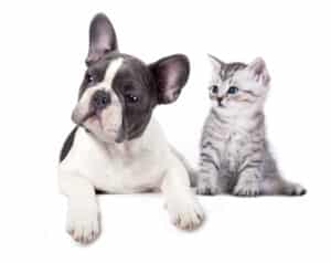 How to Introduce a Kitten to a Dog: A Step-by-Step Guide 
