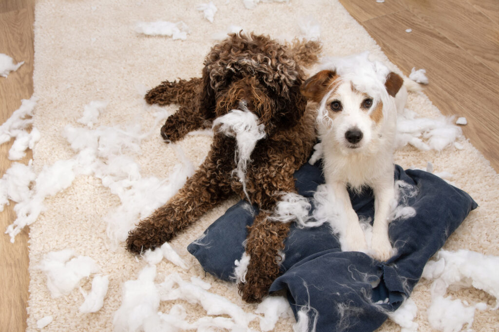 How to Stop a Dog from Chewing Furniture: Effective Tips