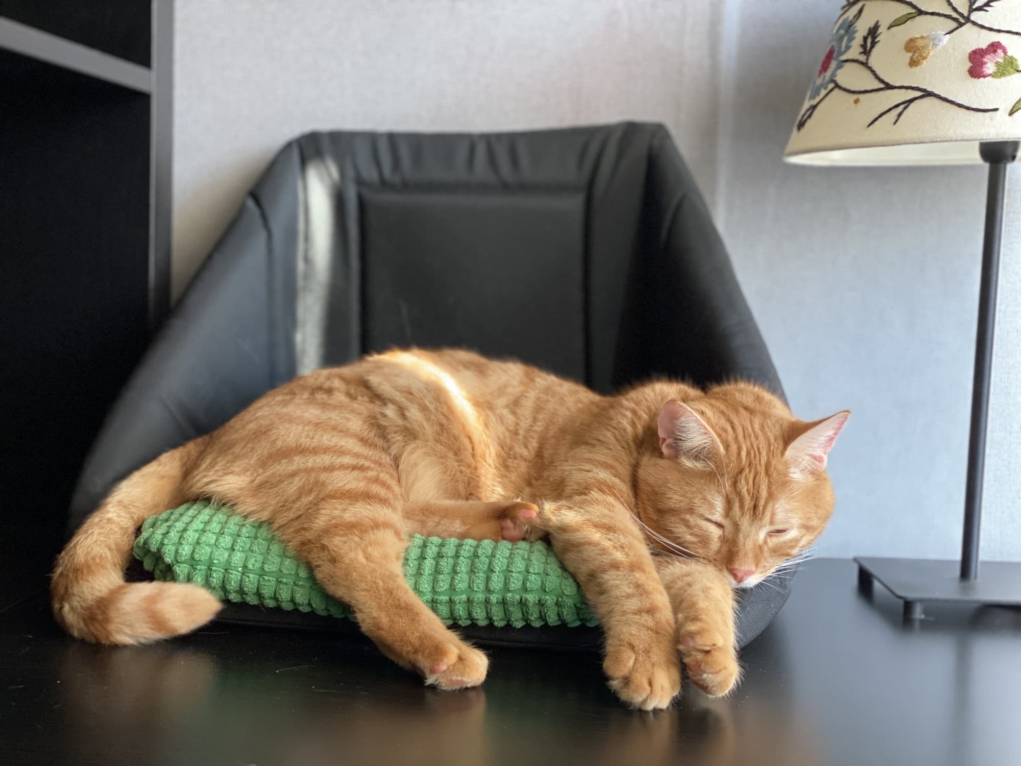 Why do house cats sleep so much?