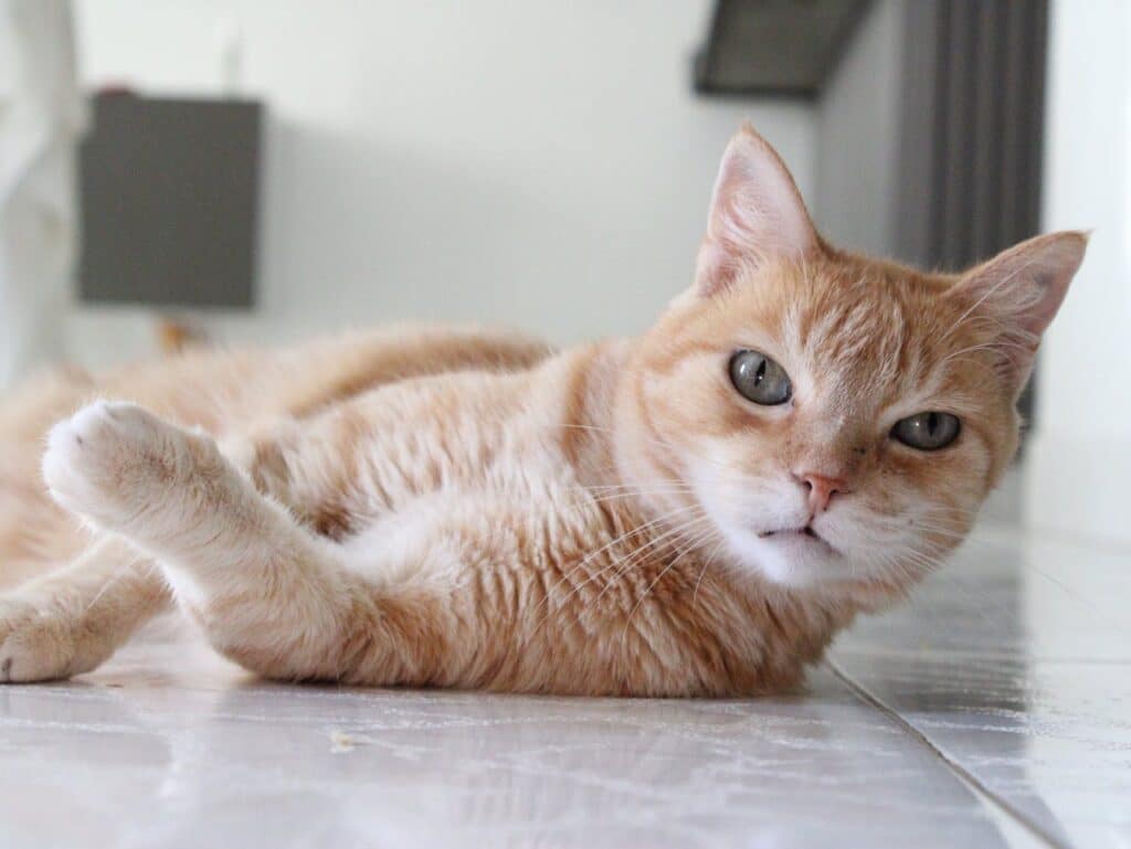 Cat Behavior