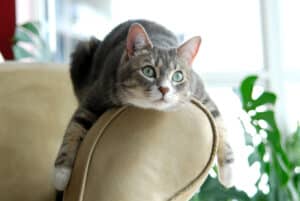 Why Does My Cat Stare at Me? 7 Reasons Behind That Unblinking Gaze