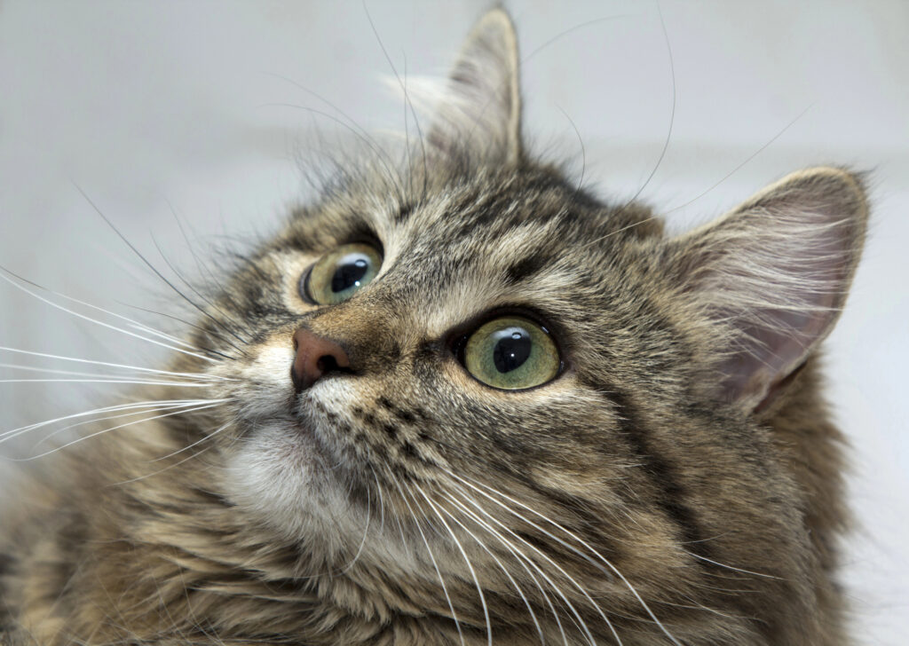 why do cats purr