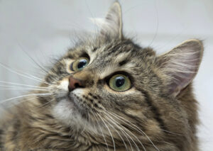 Why Do Cats Purr? The Surprising Science Behind the Sound