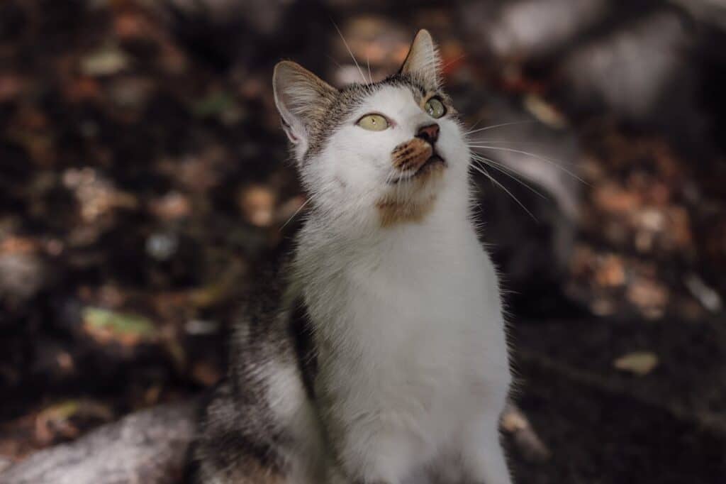 Why Do Cats Chatter at Birds?