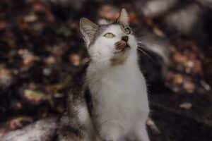 Why Do Cats Chatter at Birds? The Fascinating Science Explained