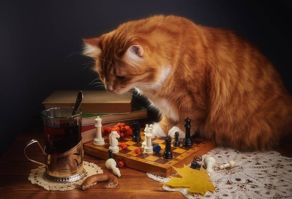Why Do Cats Knock Things Over?