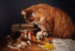 Why Do Cats Knock Things Over? 4 Real Reasons Explained