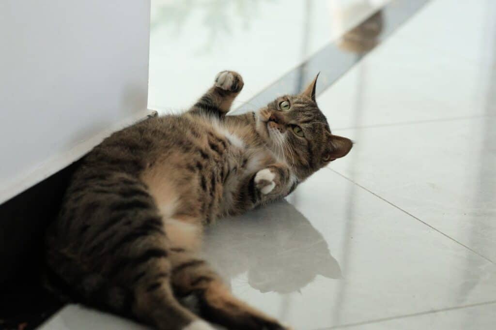 Why Do Cats Roll on the Ground?