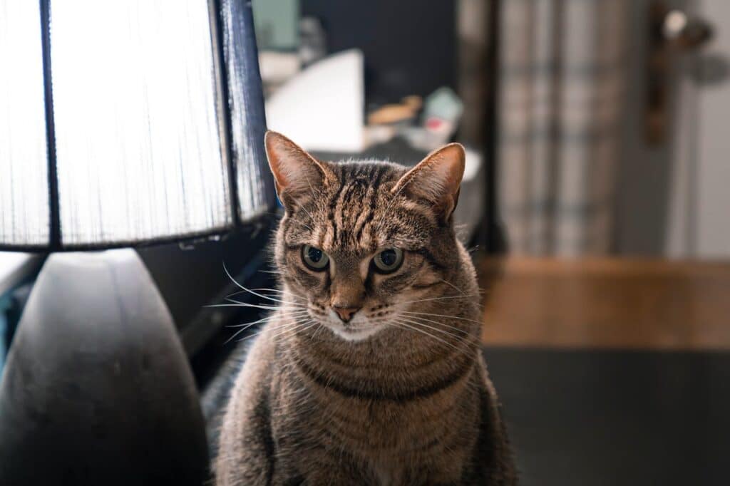 Why Does My Cat Bring Me Dead Animals?