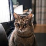 Why Does My Cat Bring Me Dead Animals? The Surprising Truth