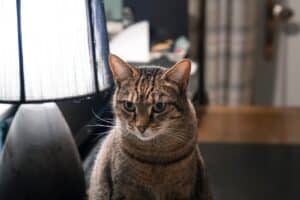 Why Does My Cat Bring Me Dead Animals? The Surprising Truth