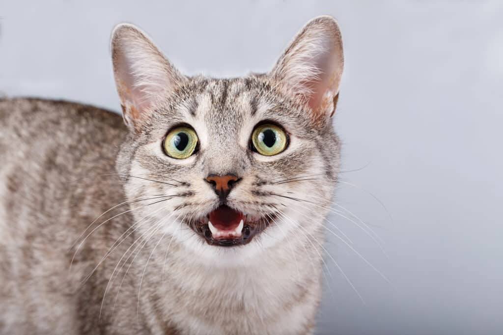 Why Does My Cat Meow So Much?