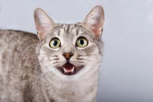 Why Does My Cat Meow So Much? 9 Real Reasons Explained