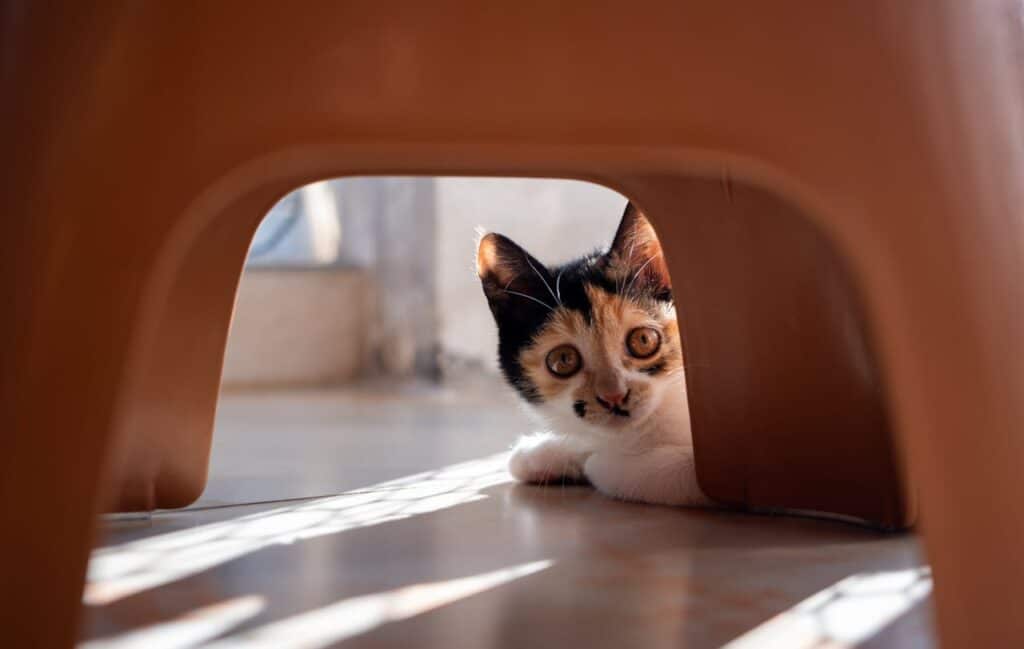 Why Is My Cat Hiding?