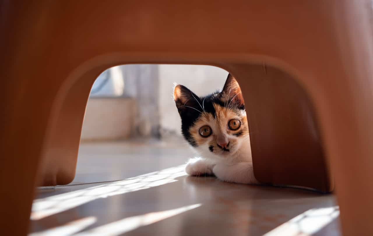 Why Is My Cat Hiding?