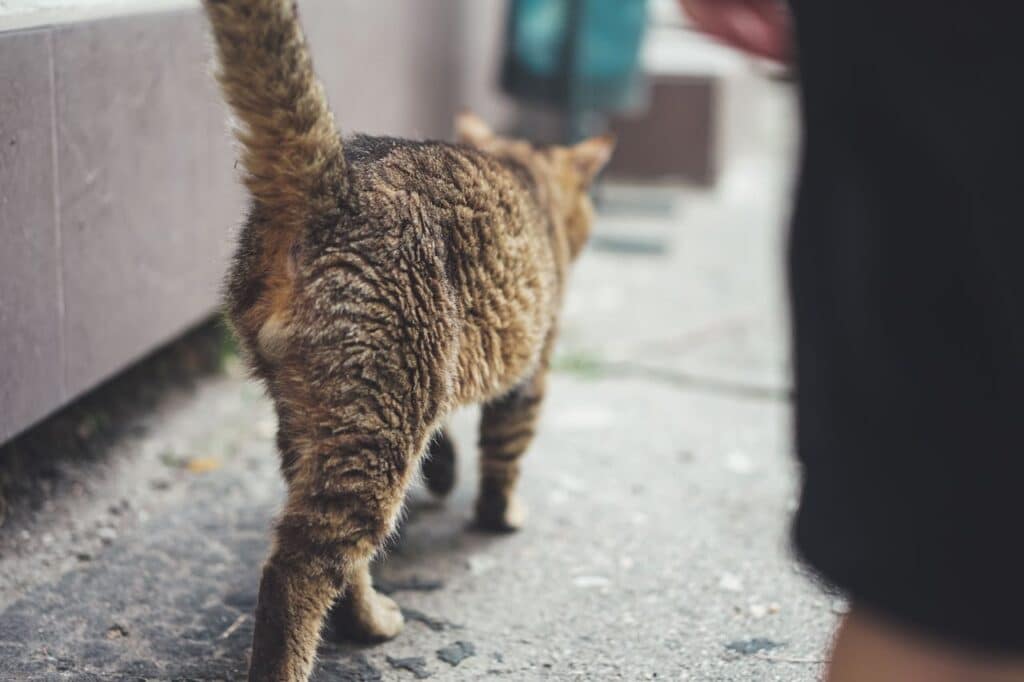 Why Do Cats Spray?