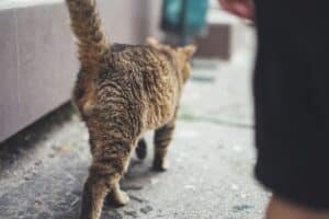 Why Do Cats Spray? 6 Real Causes and How to Stop It