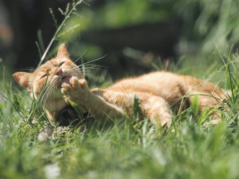 why do cats eat grass