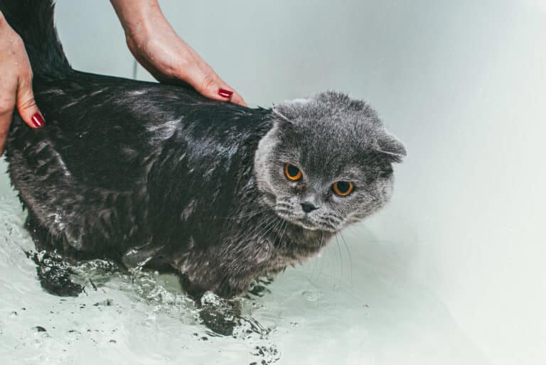 why do cats hate water — cat looking at water