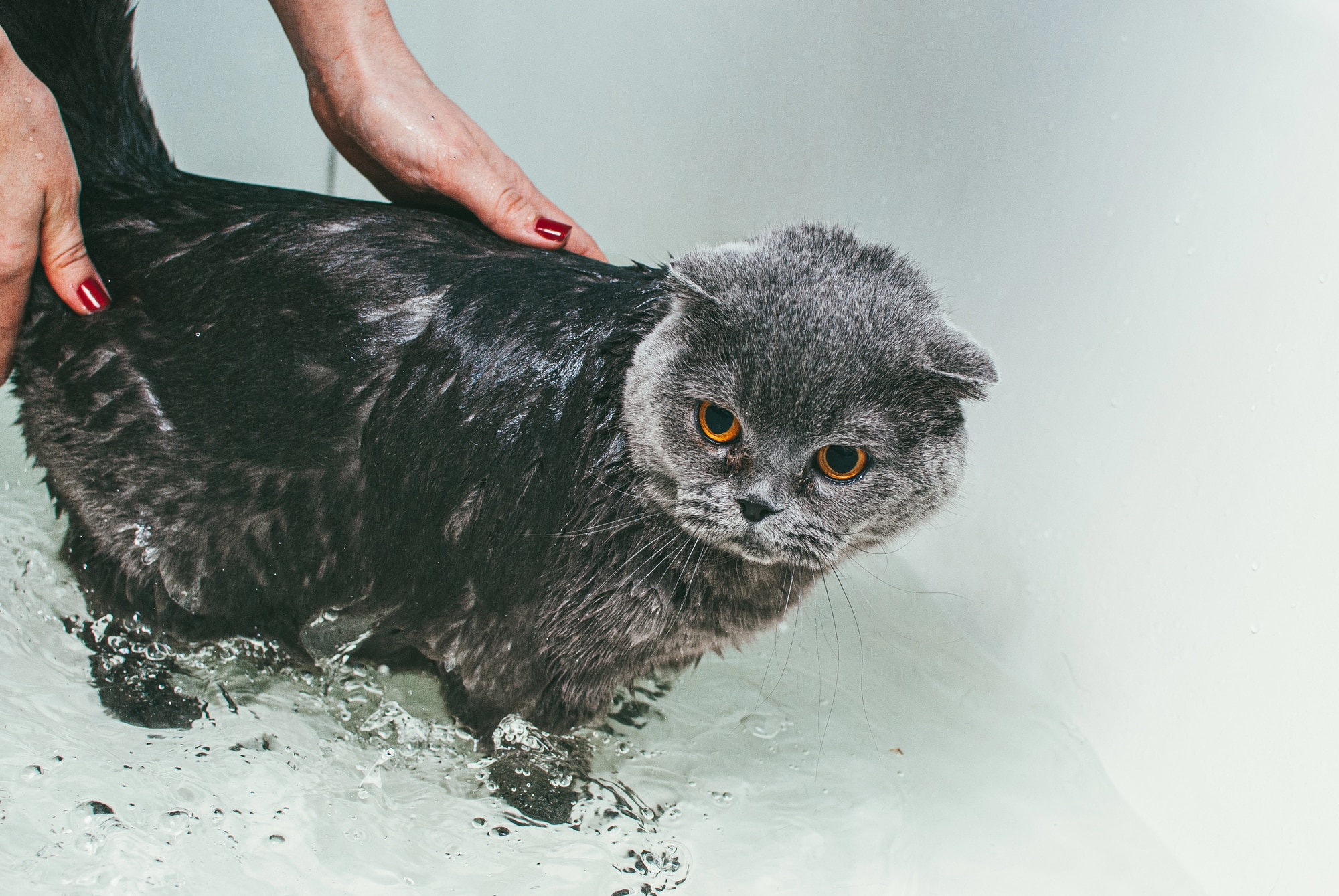 why do cats hate water — cat looking at water