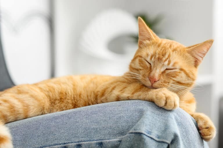 why do cats sleep so much