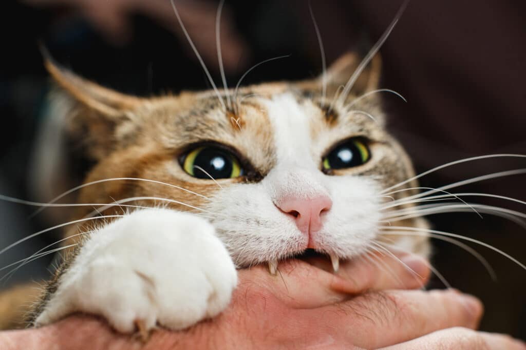 why does my cat bite me