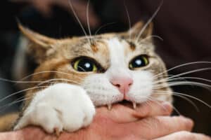 Why Does My Cat Bite Me? 8 Real Reasons (and How to Stop It)