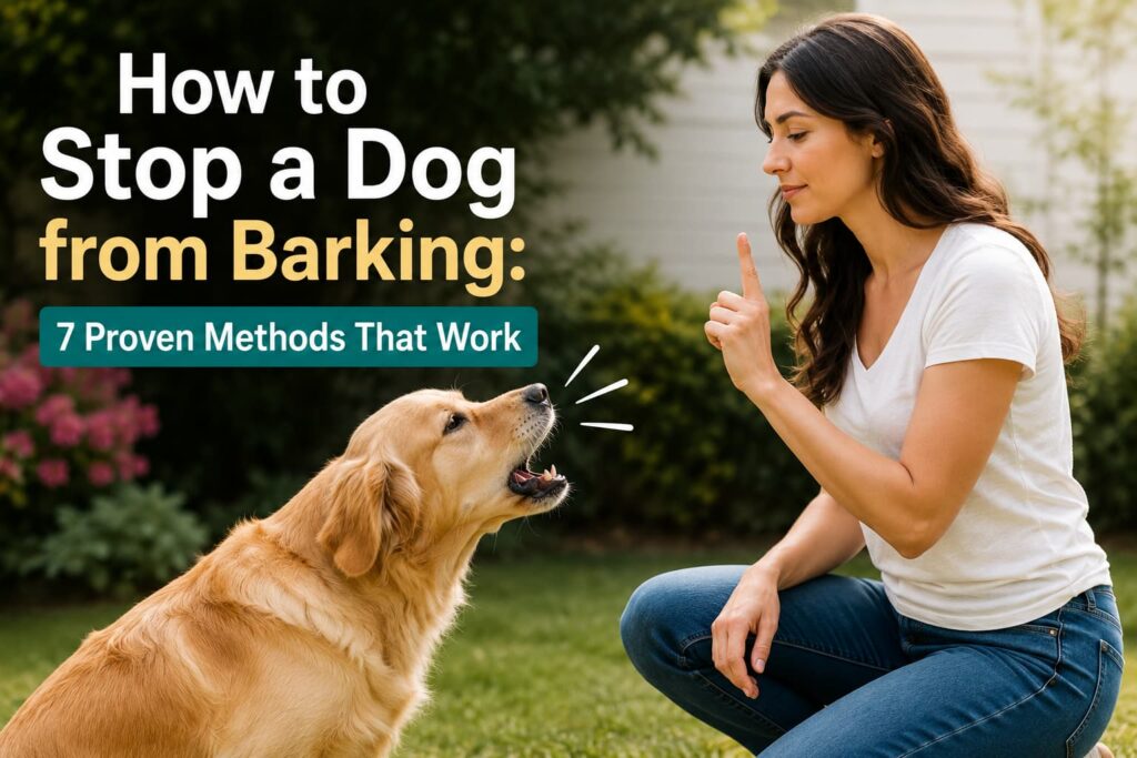 How to Stop a Dog from Barking