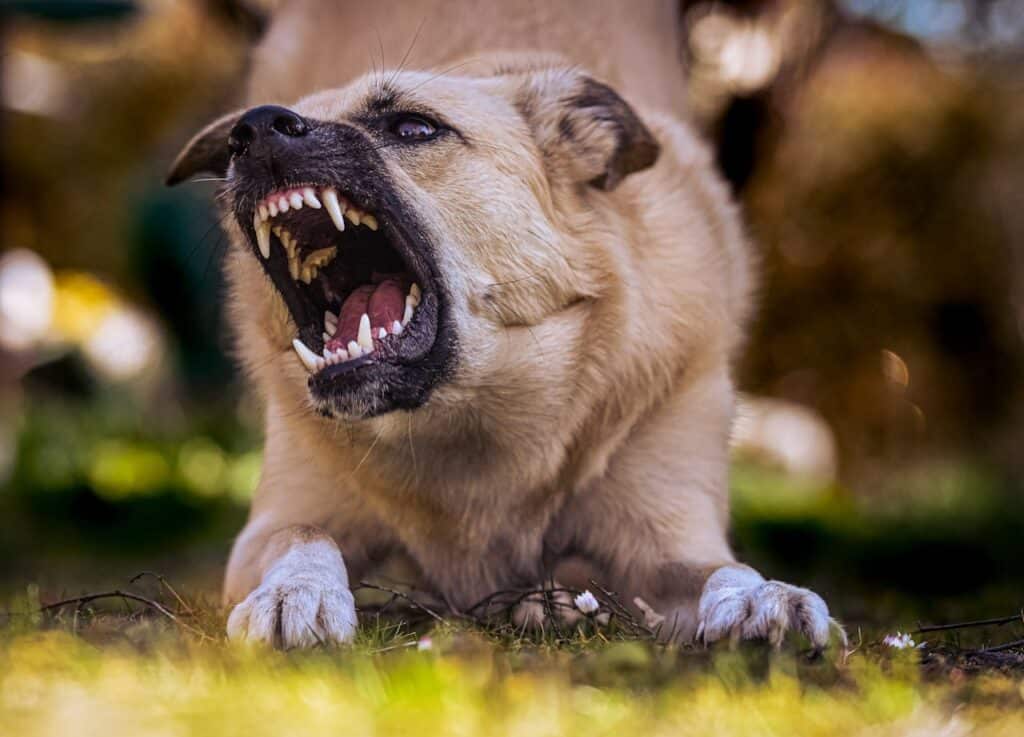 How to Stop a Dog from Biting